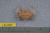 藏品(褶痕五角蟹)的圖片